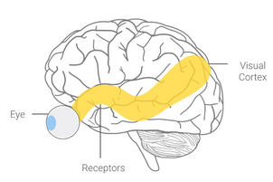 What is Computer Vision and how it works?