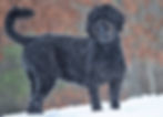 Onyx