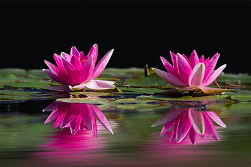pink-water-lotus-flowers-m1bsg573mbuy728s-1132243770.jpg