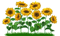 1-sunflowers-dancing.gif