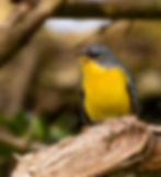 Día de Alas y Patas