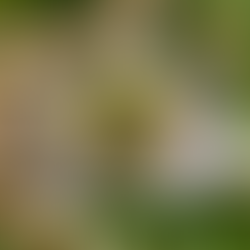 “Esperanza Activa” en Las Nativas: Cultivando la Esperanza Activa en Tiempos de Cambio