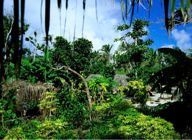 Tikopia: Camino a la “eternidad”