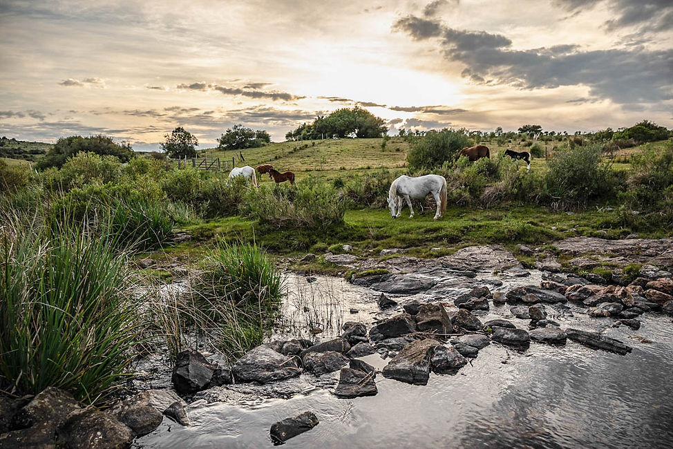 Madres y potrancos cruce arroyo 1.jpg