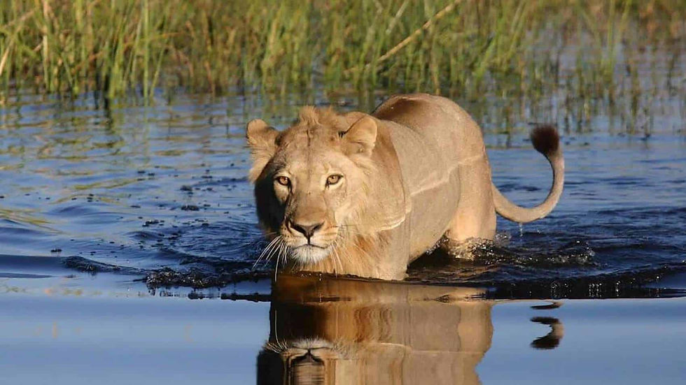 Thumbnail: HIGHLIGHTS OF BOTSWANA
