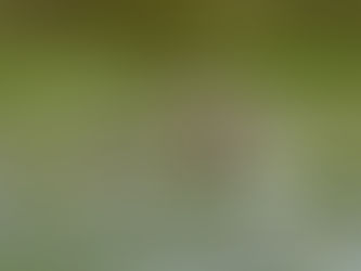 Exploring the Rich Biodiversity of Uganda's Mabamba Swamp: A Rainy Day Adventure