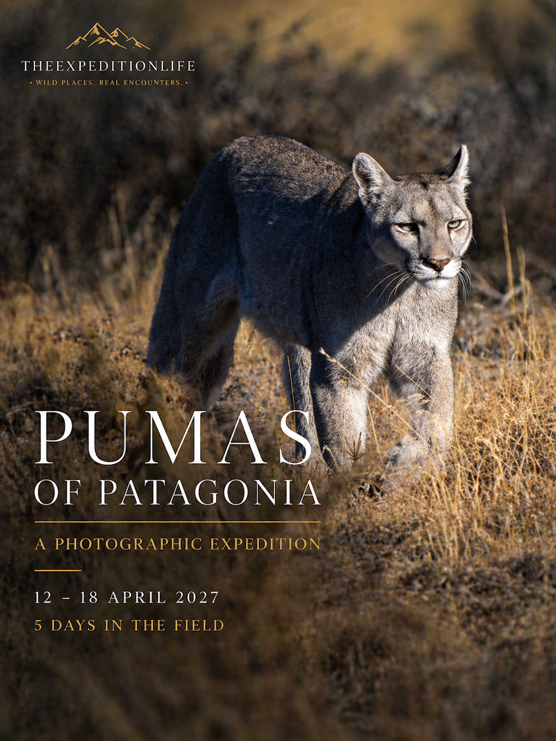 PUMAS OF PATAGONIA