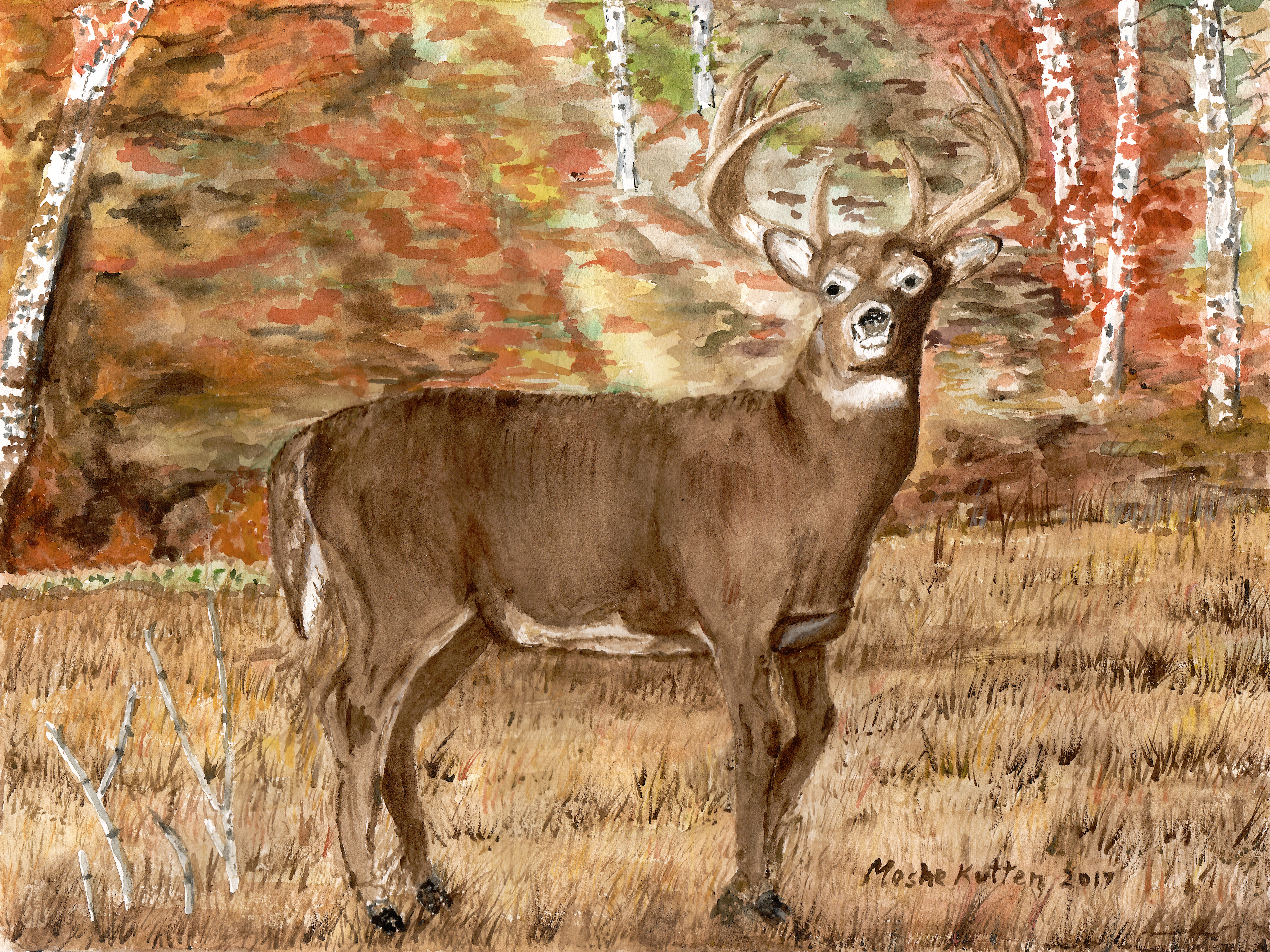 Buck