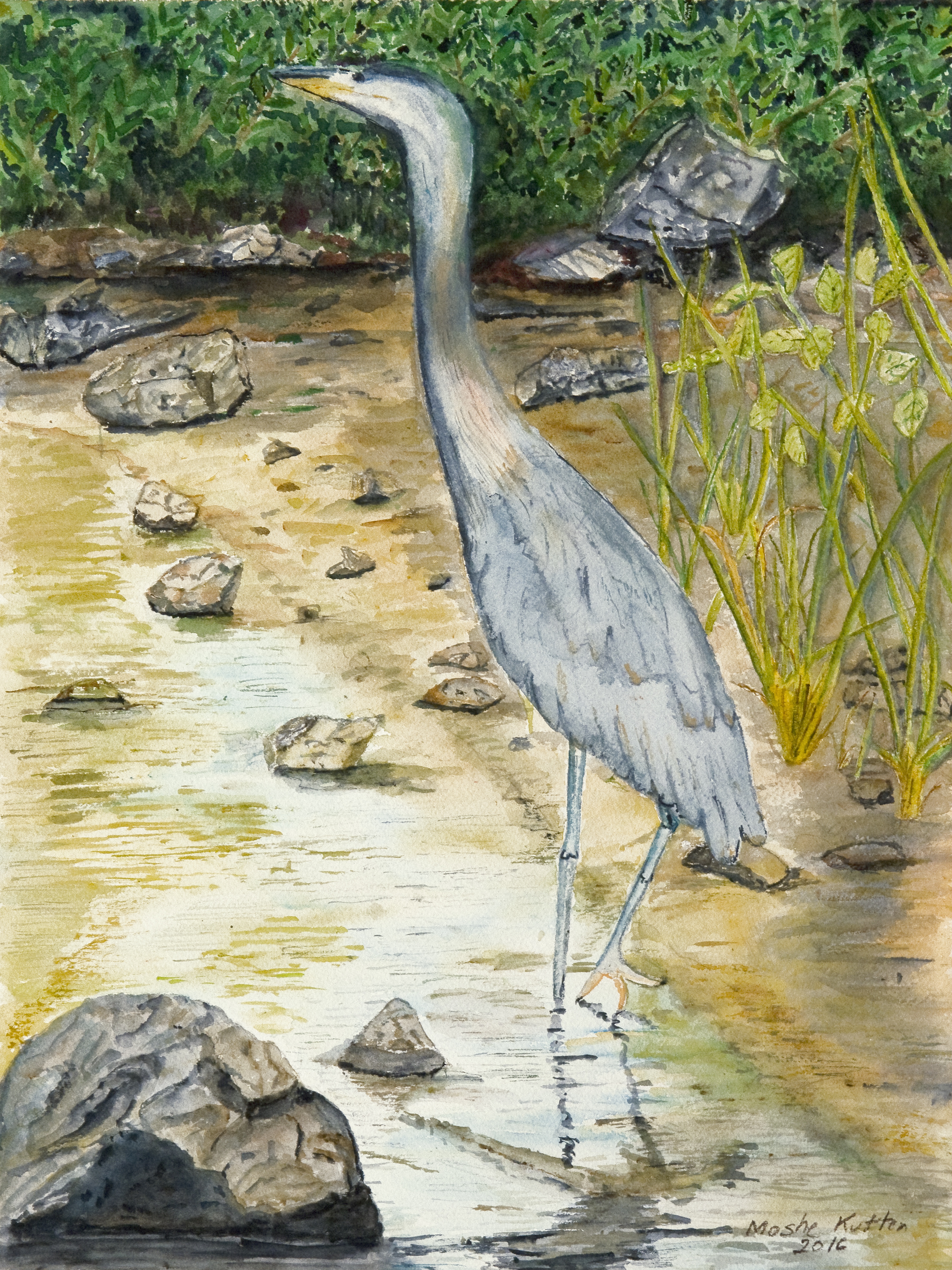 Blue Heron