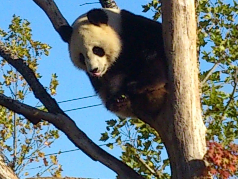 Coucou,C'est moi le Panda !