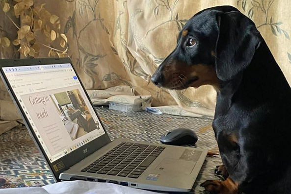 Sausage dog at work  Dachshund office