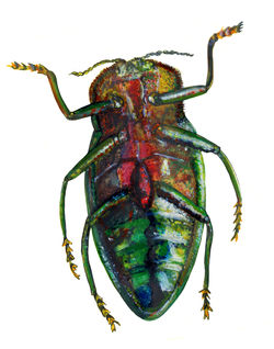 Sternocera