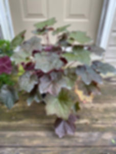Heuchera micrantha 'Palace Purple' 1 gallon