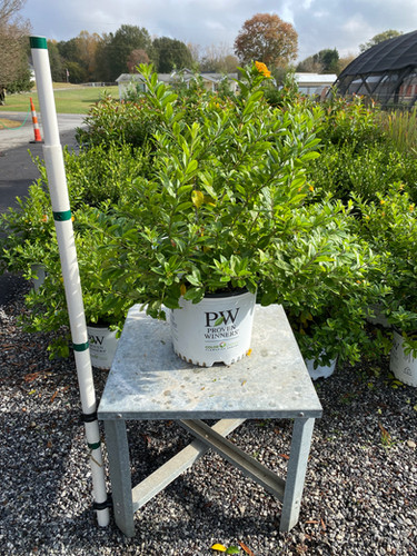 ジャスミンspell ノースリーブ　5点 ジャスミンspell ノースリーブ 5点 ジャスミンspell ノースリーブ 5点