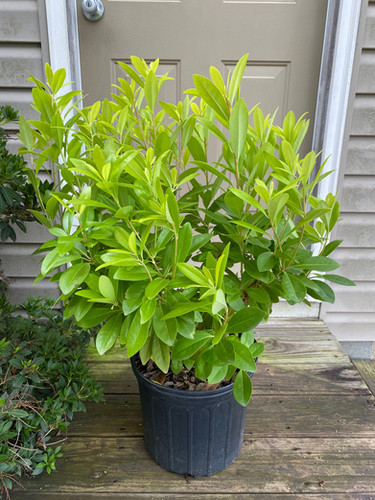 Anise 'Florida Sunshine' Illicium 3 gallon | THE Nursery