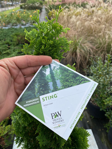 Thuja Sting Arborvitae 3gallon | THE Nursery