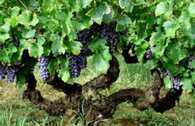 plant de vigne.jpeg