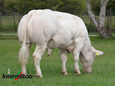 Van de Plashoeve - Rocco.jpg