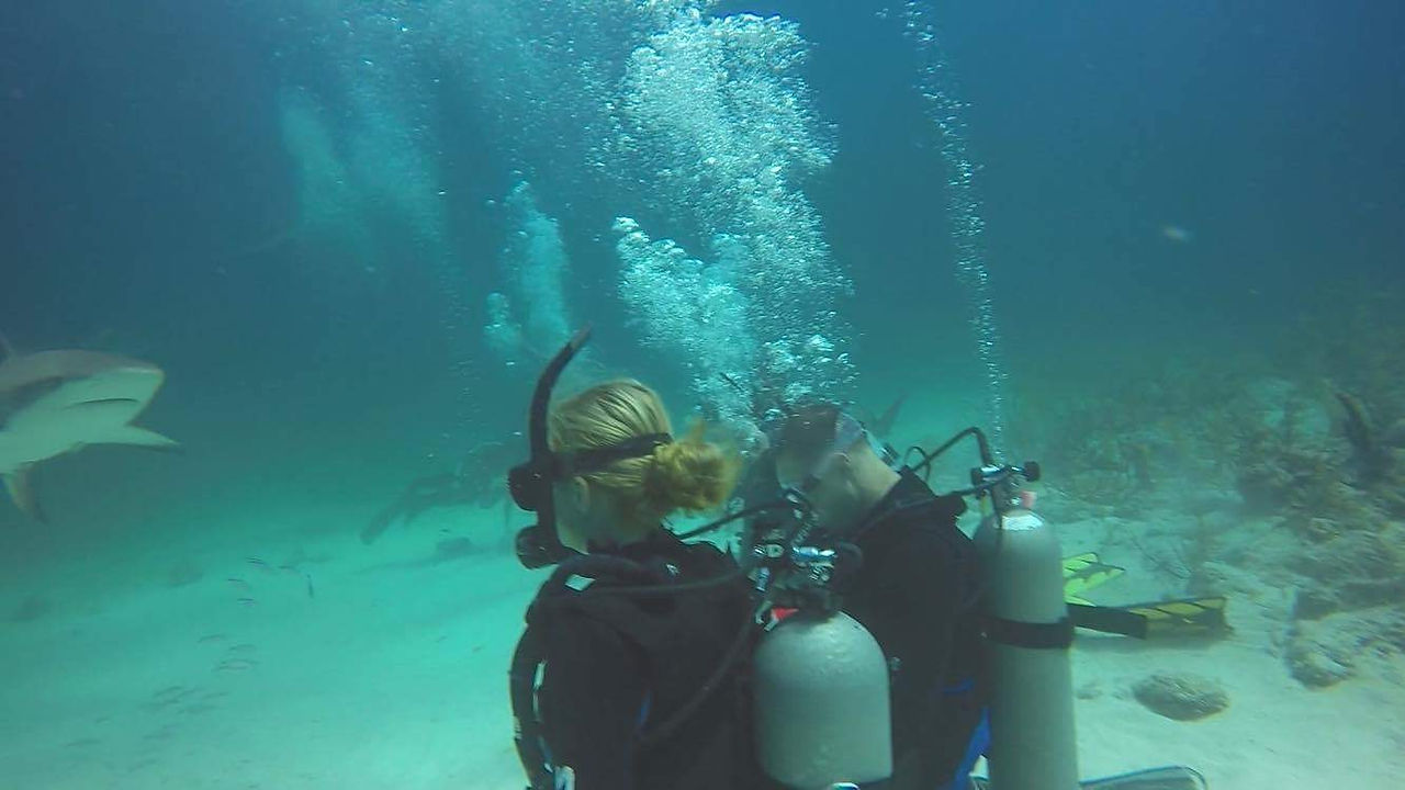 Shark Diving