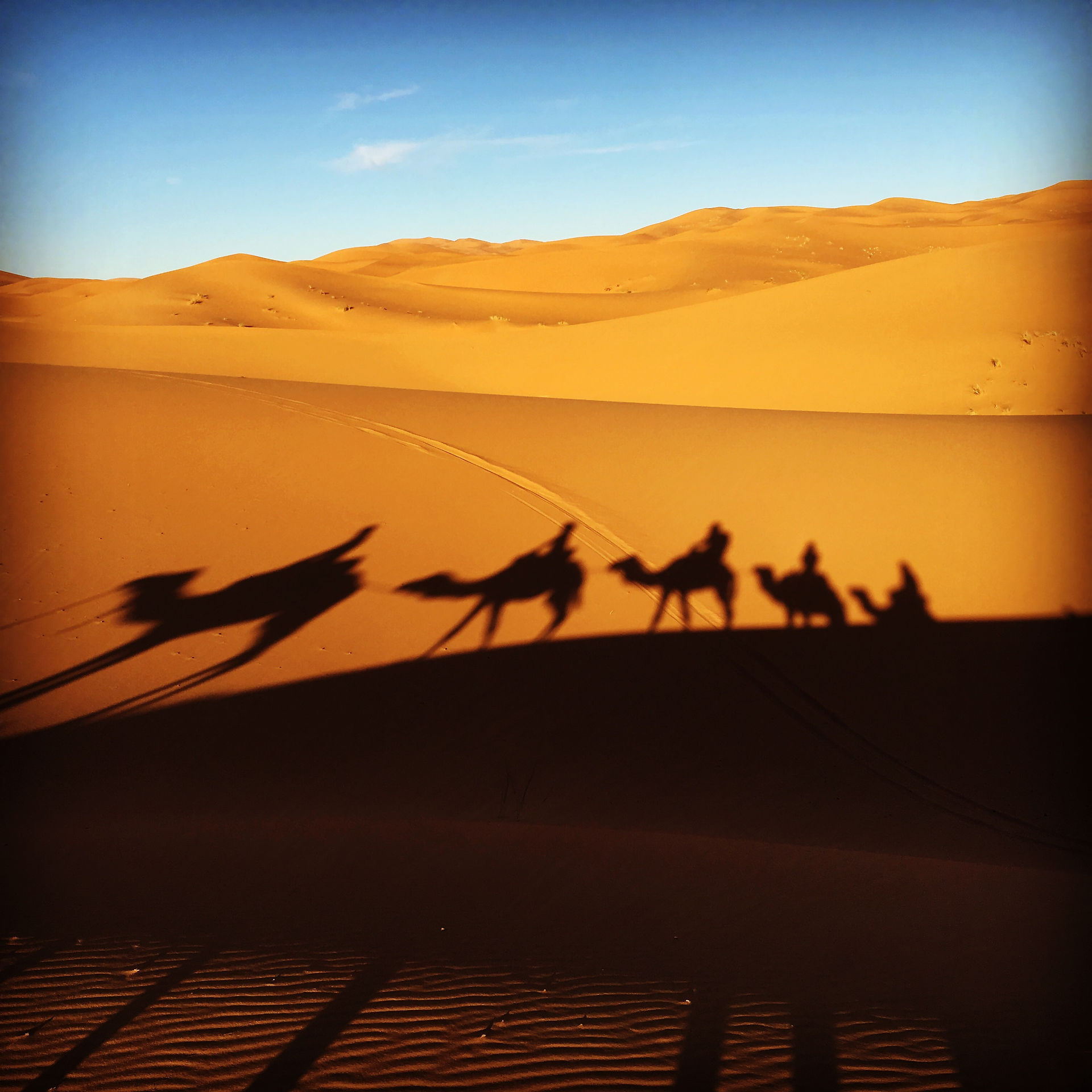 Camel Trek