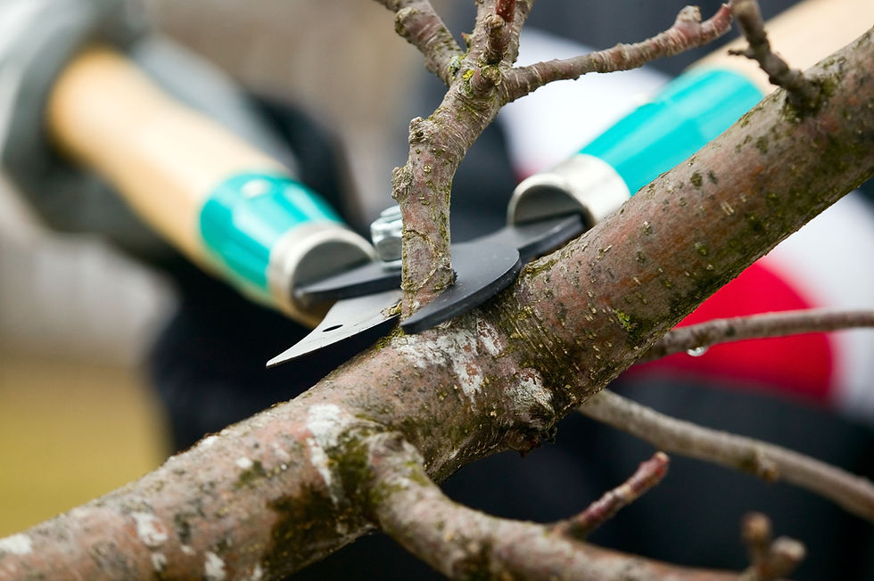 Spring Has Sprung — Time to Look at Your Trees