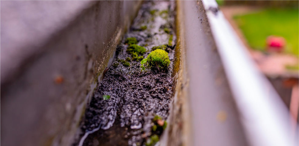 Spring Has Sprung — Time to Look Up