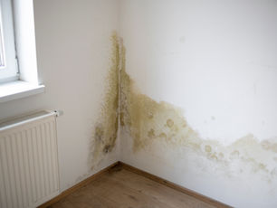 Mold and Mildew in room corner