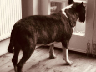 Octopus Intelligence and Dog Food