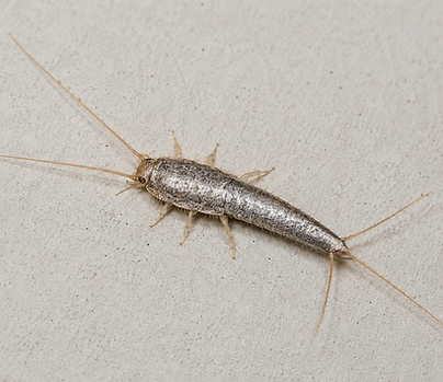 silverfish-closeup.png