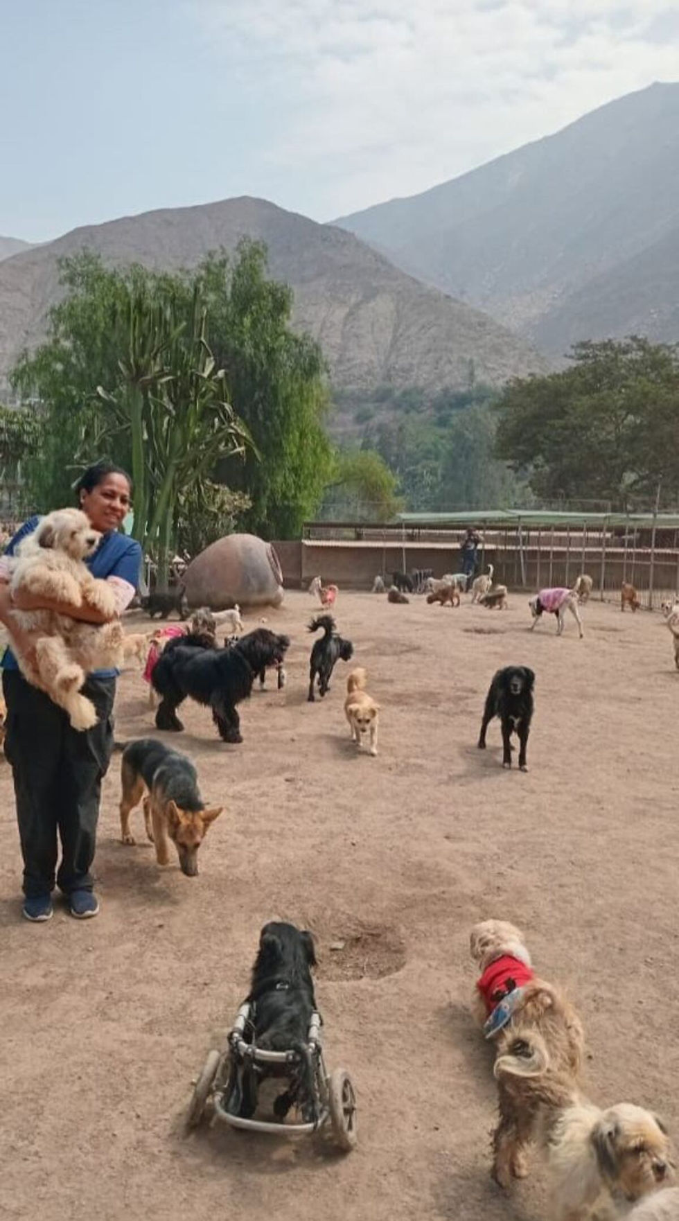 Milagros Major, médico veterinaria del albergue en Cieneguilla, brinda cuidados y esperanza a animales víctimas de abandono y maltrato. (Cortesía de Milagros Major)