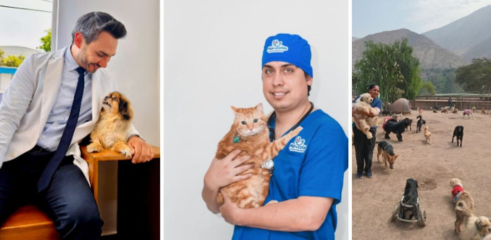 Tres médicos veterinarios comprometidos con el bienestar animal, la salud y la esperanza de miles de mascotas. (Cortesía de WUF )