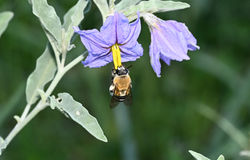 Caupolicana yarrowi DSC_6276 cropped for wix