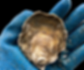 photo of oyster in shucking glove