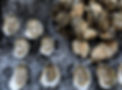 oyster seed visit 08-05-2022 24.jpg