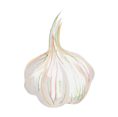 02_cc_knoflook-02.png