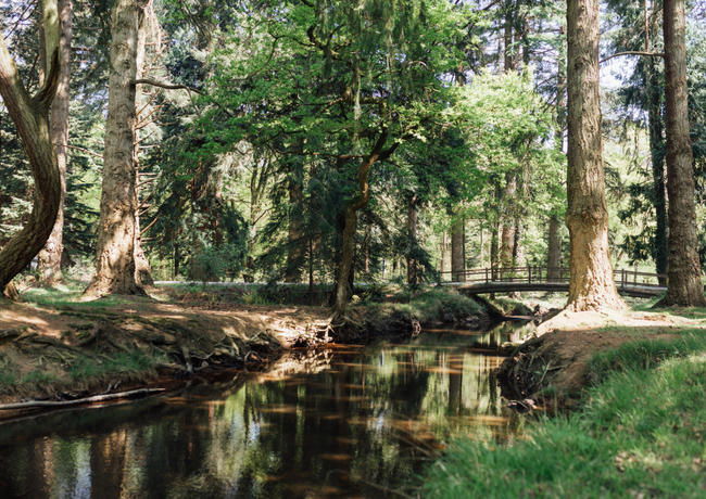 Rhinefield Woods Styled Shoot