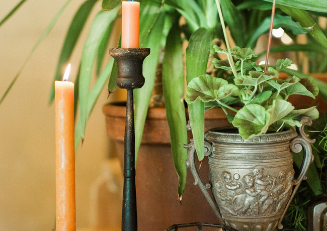 Dorset Tipi Plant Shoot