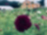 IMG_4153.jpeg