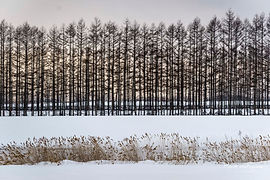 winter-landscape-trees-in-Hokkaido.jpg