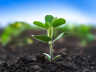 Como Projetos de Carbono Estruturam a Nova Economia do Agro