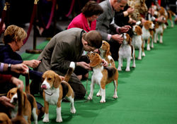 232. Attend an AKC competition