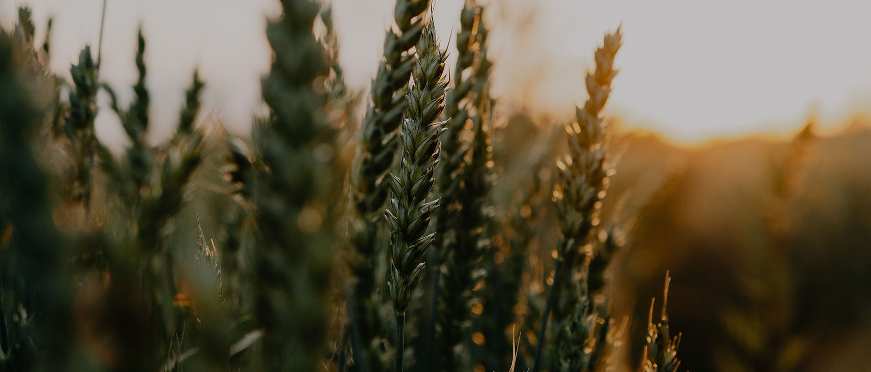 kristaps-ungurs-4OETR6UyNDM-unsplash_edi