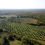 Thumbnail: Olive grove, Istria, Croatia