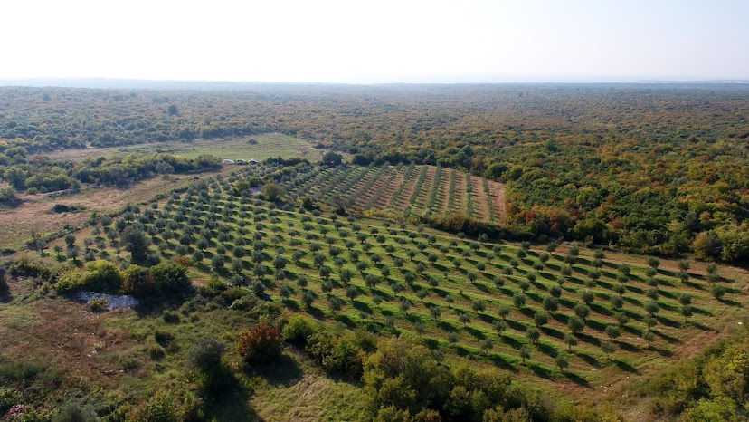 Thumbnail: Olive grove, Istria, Croatia