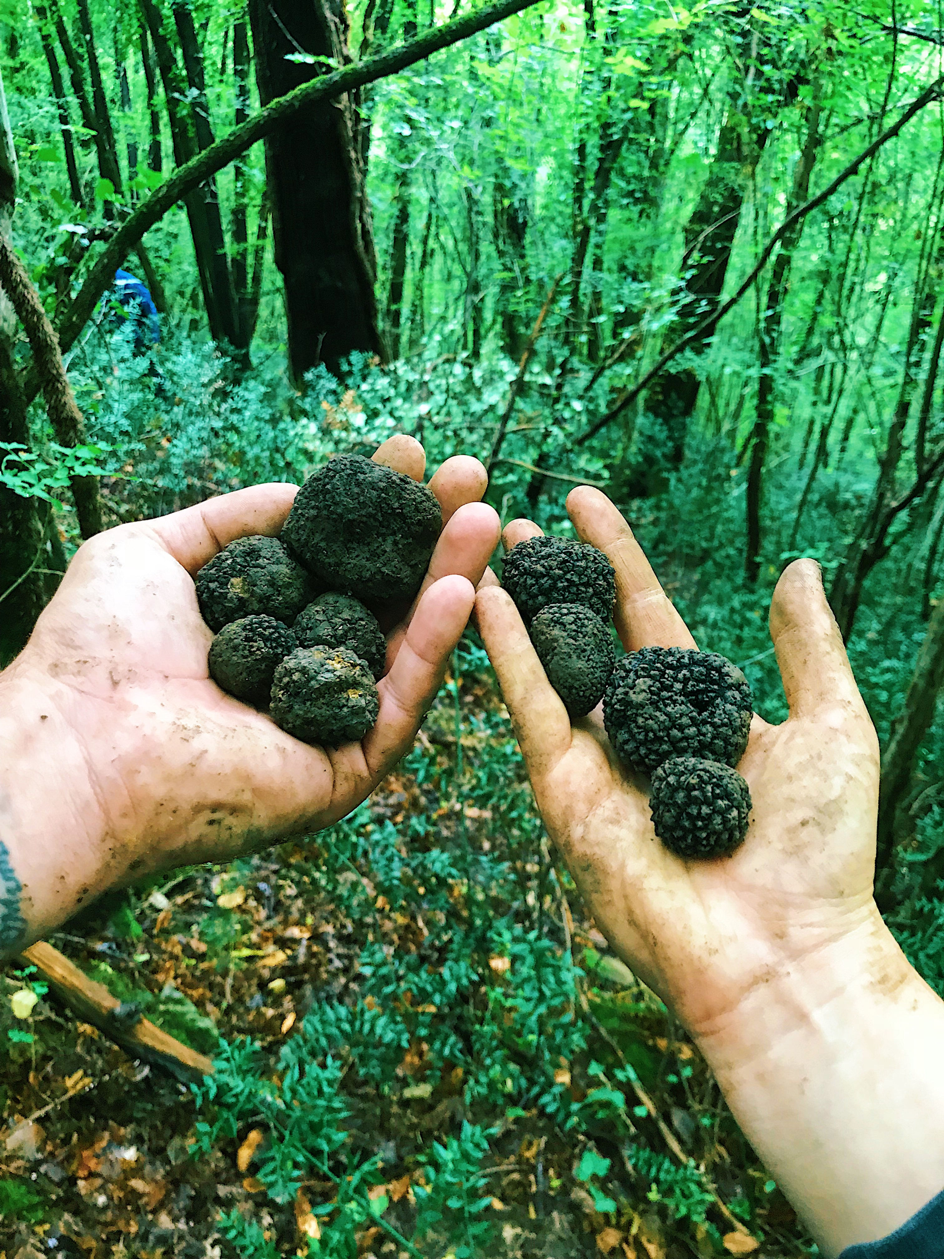 Truffles found in Croatia