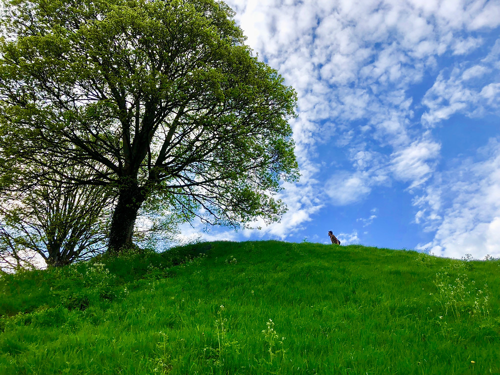 The Mound by Oxford Castle.