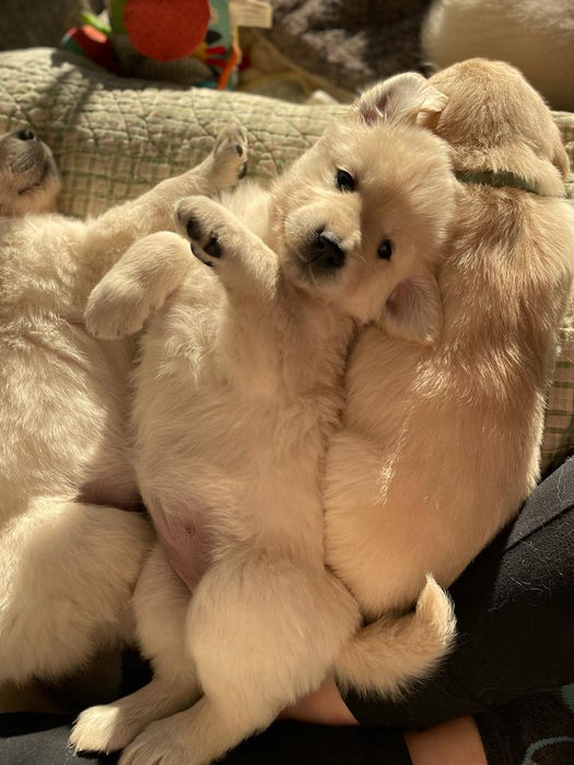 Adopt A Trained, 6 Month Old Golden Retriever Puppy Calgary! | Hearts Of Gold YYC