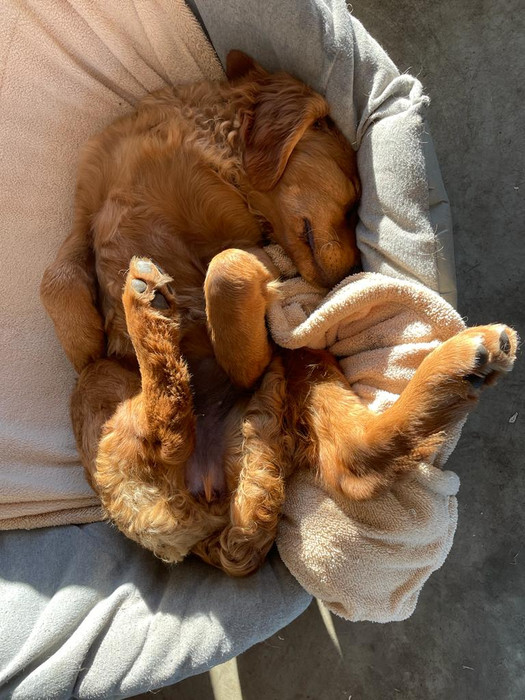 Adopt A Trained, 6 Month Old Golden Retriever Puppy Calgary! | Hearts Of Gold YYC
