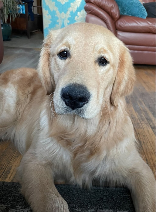 Adopt A Trained, 6 Month Old Golden Retriever Puppy Calgary! | Hearts Of Gold YYC