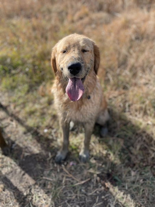 Adopt A Trained, 6 Month Old Golden Retriever Puppy Calgary! | Hearts Of Gold YYC